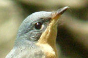 Leaden Flycatcher (Myiagra rubecula)